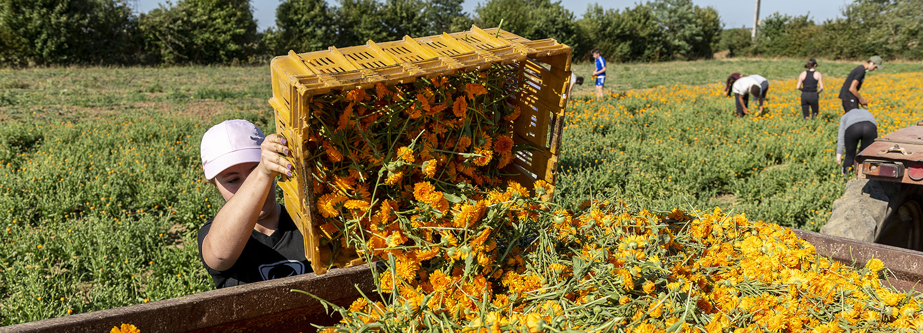 Femme déposant sa récolte de fleurs dans un camion