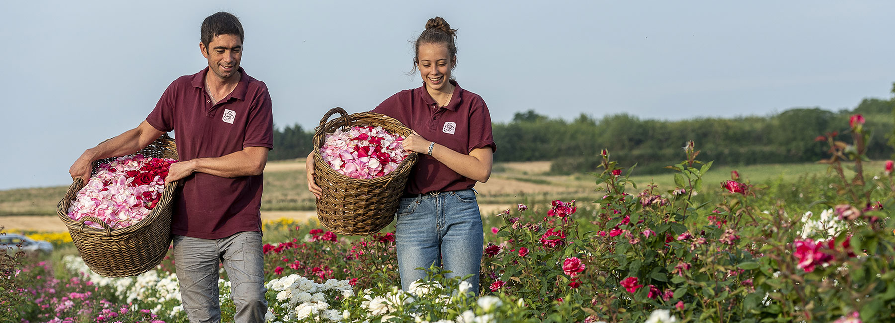 Personnes portant des paniers dans un champ de roses