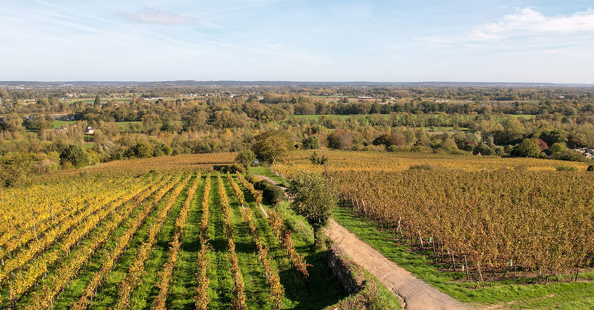 vignoble