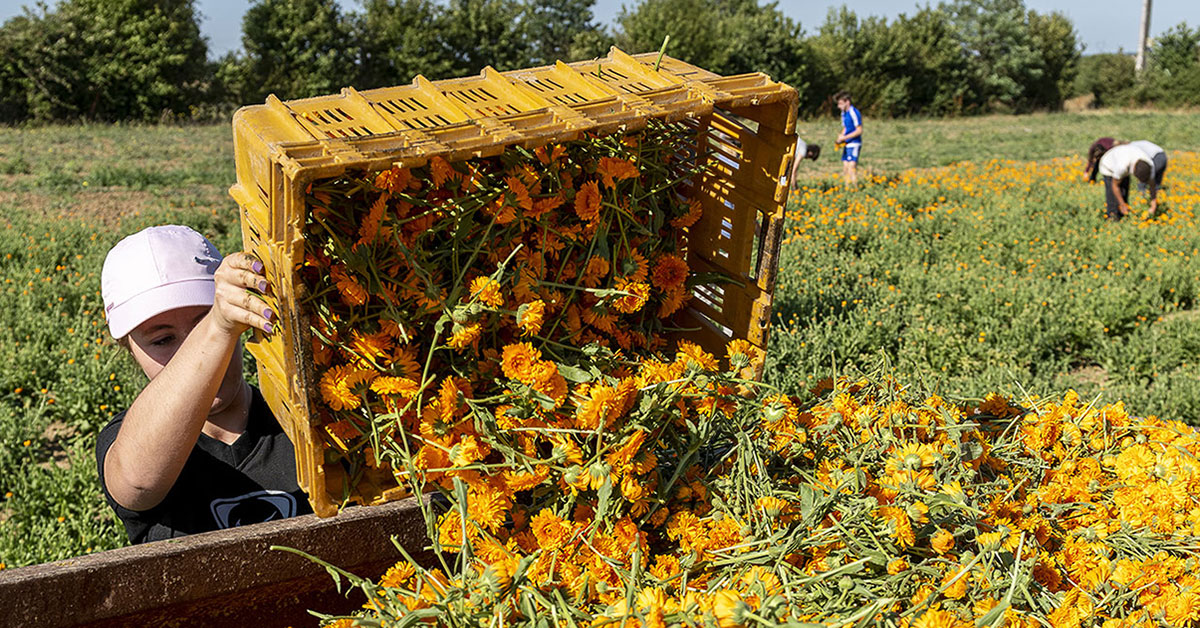 Femme déposant sa récolte de fleurs dans un camion